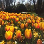 荷蘭自由行 鬱金香花季——歐洲花園庫肯霍夫